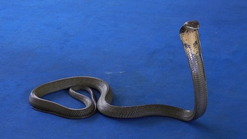 Cobra Snake Standing on Blue Background