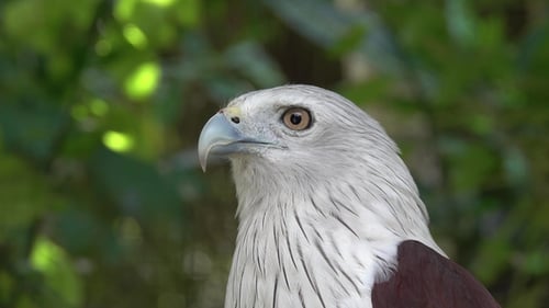 Weißbauchiges Seeadler-Porträ
