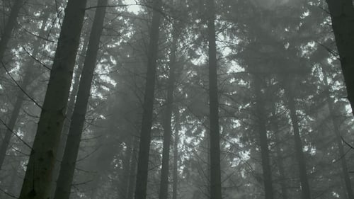 Misty Woods