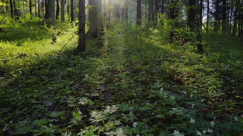 Am Morgen in einem magischen Wald.