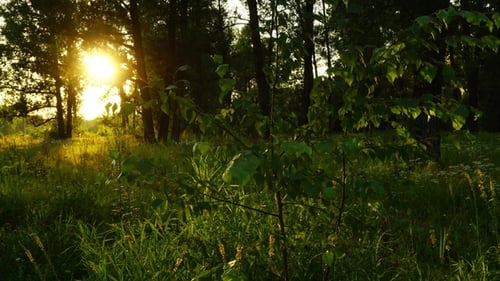 Sonnenuntergang im Sommerwald
