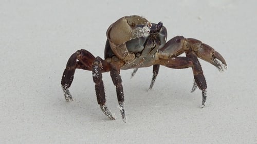 Crab with Raised Claws on White Sand Beach
