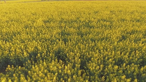 Aerial View of a Canola Field on a Sunny Day