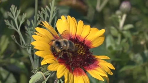 Bee Pollinating Yellow and Red Flower in Garden