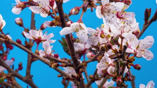 Weiße Blumen Blüten auf den Zweigen Kirschbaum