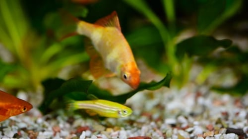 Gruppe eines kleinen goldenen Widerhakenfisches in einem Aquarium