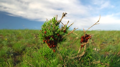 Ladybugs Crawl along the Green Branch in the Field on Sunny Spring Day