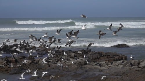 Seagulls Flying Over Sea Waves,