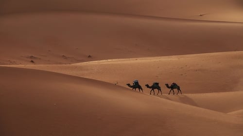 Kamelkarawane auf dem Weg in Sanddünen in der Sahara