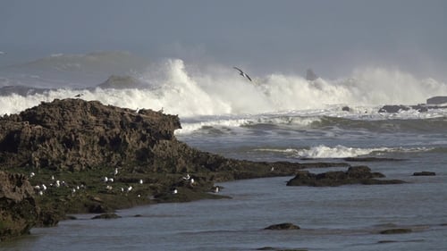 Seagulls on Rocks and Big Waves of the Ocean