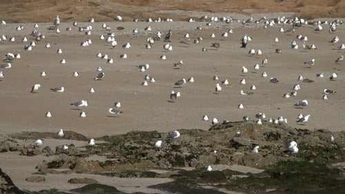 Many Seagulls Sitting on Sand Beach