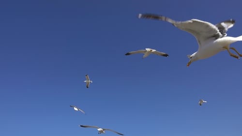 Seagulls Flying Gracefully in a Clear Blue Sky