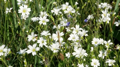 Wild Flowers with Dew Swinging on the Wind in the Forest
