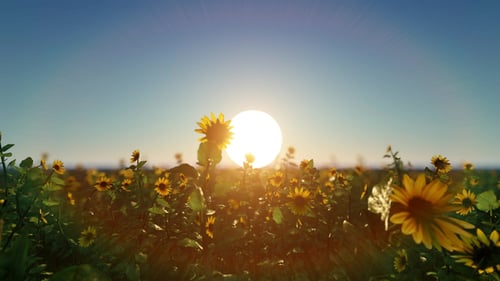 Field Of Sunflowers