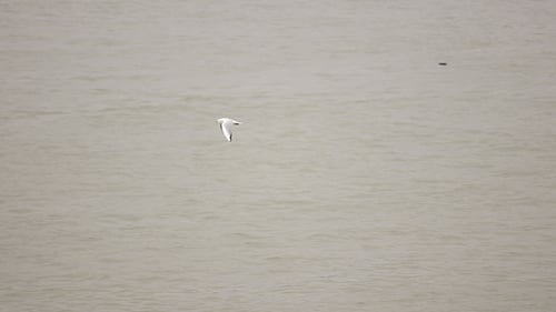 Sea Gull Flying over the Water