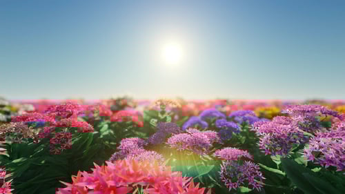 Colorful Flower Field Under Bright Sun Motion Background
