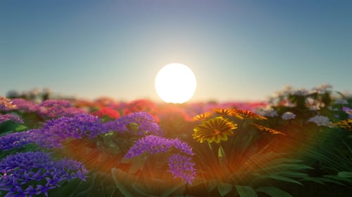 Flower Field at Sunset