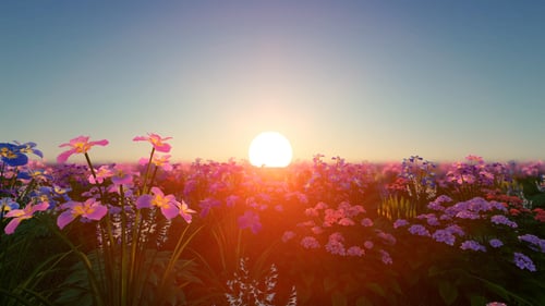 Animated Colorful Flower Field Under Changing Sky Time-Lapse