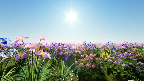 Animated Field of Colorful Flowers with Sun Flare