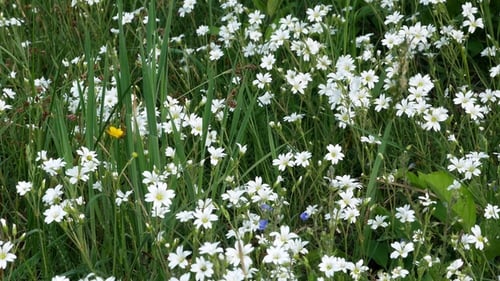 Wild Flowers with Dew Swinging on the Wind in the Forest