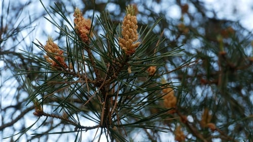 Yellow Pine Cones on the Pine Trees