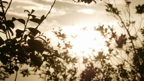 Growing Tree at Sunrise