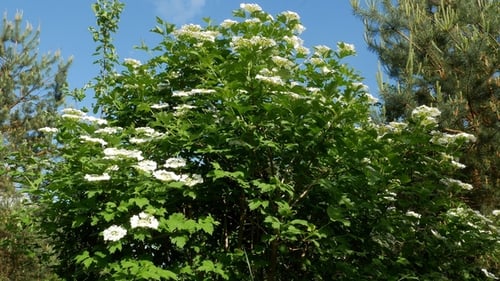 Bush Guelder Rose Viburnum Tinus Sunny Day