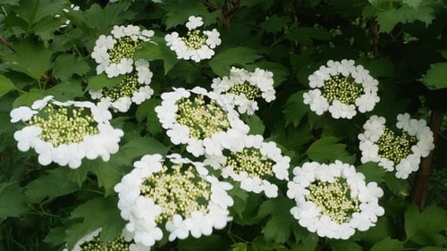 Bush Guelder Rose Viburnum Tinus Sunny Day