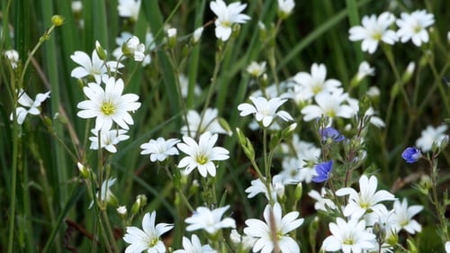 Wild Flowers with Dew Swinging on the Wind in the Forest