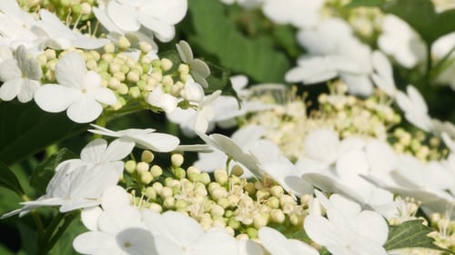 Bush Guelder Rose Viburnum Tinus Sunny Day