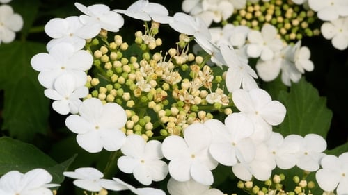 Guelder Rose Viburnum Tinus Bush le jour ensoleillé