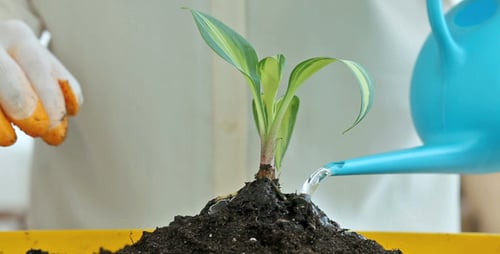 Hands Planting a Small Plant in a Pot