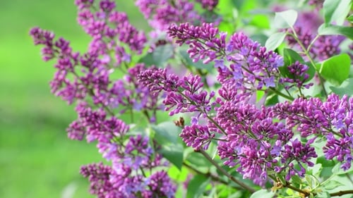 Purple Lilac Bush Blooming in Springtime Garden