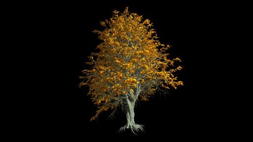 Baum mit Wurzeln und Herbstlaub