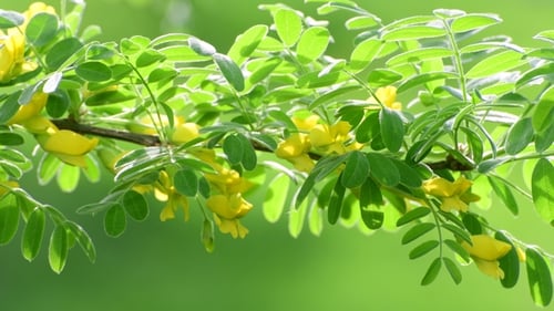 Green Leaves and Yellow Blossom Close Up