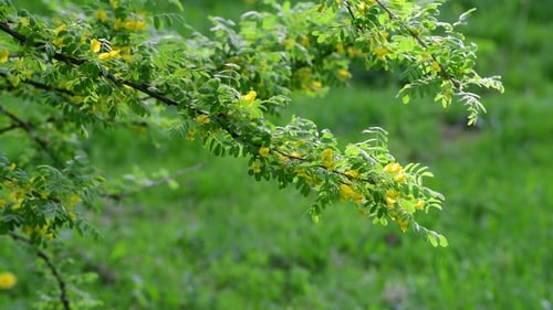 Caragana Arborescens ou Acacia jaune