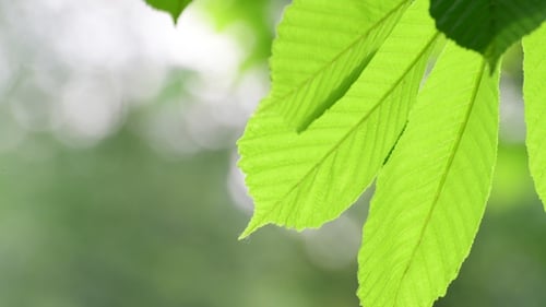 Große Kastanienblätter im Gegenlicht