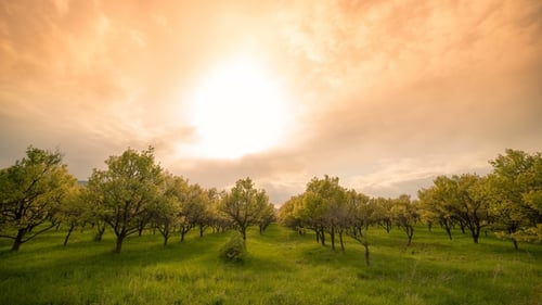 Apple Orchard at Sunset Time Spring Day.