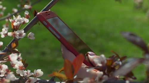 Female Hand Texting Message on Smart Phone in Park