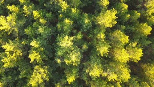 Forêt verte vue d'en haut