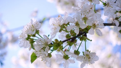 Blooming Cherry Blossoms Against Blue Sky in Spring