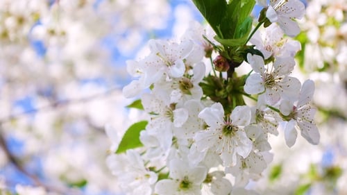 White Blossoms Blooming in Spring Sunlight
