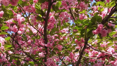 Blooming Sakura Tree