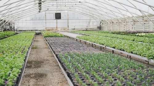 View of Flower Seedlings in Pots in the Greenhouse.