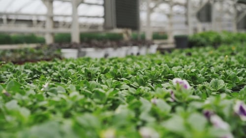 View of Petunia Flowers in Greenhouse