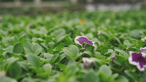 View of Petunia Flowers in Greenhouse
