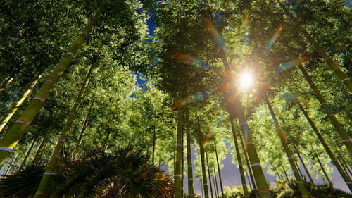 Sun And Forest