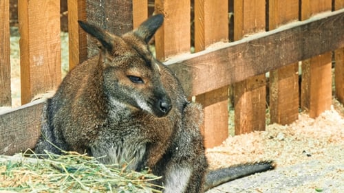 Känguru im Schutzgebiet