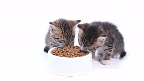 Two Adorable Kittens Eating from a Bowl