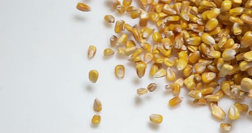 900300 Mais, Zea Mays fällt gegen weißen Hintergrund, Zeitlupe 4K